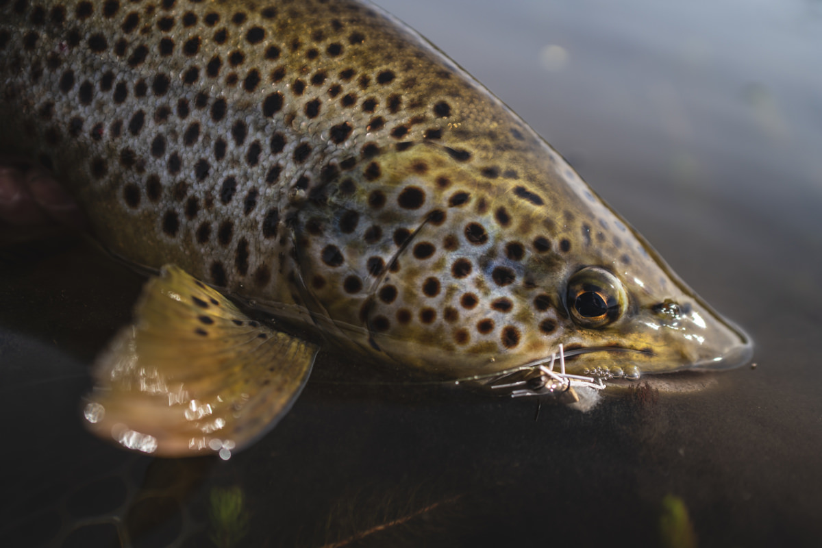 A Patagonia trout